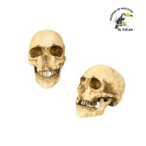 CRANEO HUMANO DE RESINA 16X21CM